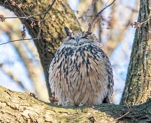 Eagle owl, roosting,  eyes closed facing camera